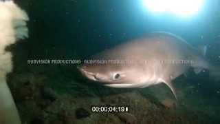 bluntnose sixgill shark Hexanchus griseus HD stock footage