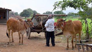 Village life in Gujarat, India || MR7 vlog