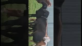 Элитные Арашаны в Ингушетии  #arashan #gissar #sheep #овцы #арашан #бараны #гиссар #кавказ #shorts