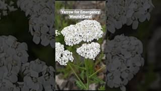 Yarrow - Stops Bleeding for First Aid and Emergency Wound Care