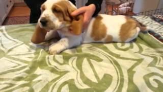 Carlys 7 wk European Basset hounds