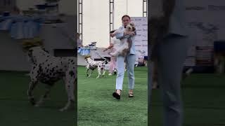 Международная выставка собак «Шоу Чемпионов». Алматы. Казахстан. International Dog Show. June 2023