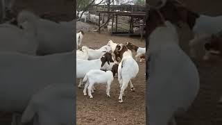 commercial boer goat production in Masvingo