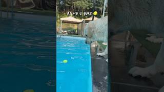 혼자서도 잘 놀아요 #retreiver #강아지유튜브 #대형견팬션 #수영하는강아지