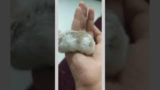 Hamster eating:Pumba's love for sunflower seeds #shorts#hamster