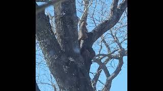 Look At The Puppy #ennaprize #squirrel #tree #grass #fields #habitat #nature