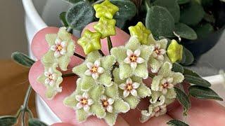 A blooming Hoya serpens