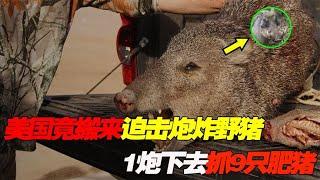 美国用迫击炮炸野猪，1炮等于9只烤肥猪，中国野猪泛滥何时休？