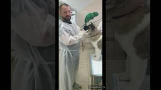 Доктор Василий и Американская Акита по кличке Хана на вакцинации.