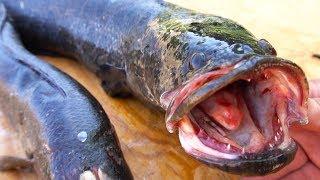 CATCH CLEAN COOK: Northern Snakehead on the Grill (2 of 4) | Field Trips Virginia