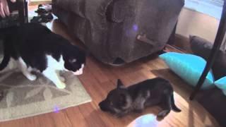 New puppy meets the cats