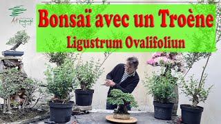 Faire un Bonsaï avec un Troène de haie, le Ligustrum Ovalifolium #Bonsaï #Troène