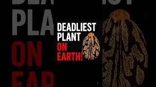 This Plant Can Kill You Instantly #short  #factshorts