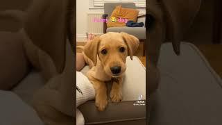 funny dog with a sweet voice