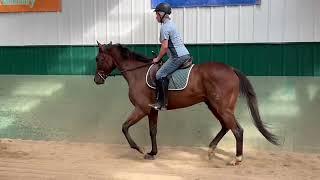 Adoptable Horses from SecondStride.org Wild Flight August 2024 w/t/c