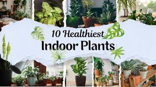 10 Healthiest Indoor Plants || #top10 #topten #top5