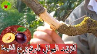 air layering of plum tree% الترقيد الهوائي للبرقوق مع النتيجة الناجحة   100