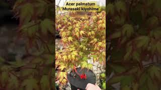 Dwarf Japanese Maples are so cool  Acer palmatum ‘Murasaki kiyohime’