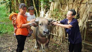 single mom, harvesting dragon fruit to sell at market - cook chicken porridge/ Buying buffalo