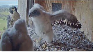 FalconCam Project ~ Yira & Garrama Showing Off Flapping & Running For Di! X Feeds The Kids 10.31.24