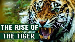 Apex Predators As Pets: Rise Of The American Tiger Kings