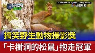 搞笑野生動物攝影獎 「卡樹洞的松鼠」抱走冠軍