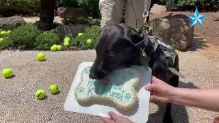 Explosive detection canine Bruno retires from TSA at Daniel K. Inouye International Airport