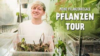 Zimmerpflanzen Roomtour mit 165+ Pflanzen  DIESE Pflanzen wachsen in meinen Pflanzenregalen! 🪴