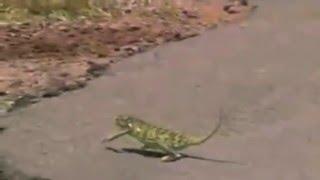 reptil derrochando estilo  en la carretera