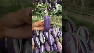 Enjoy Beautiful Unique Fruits