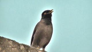 myna bird song / myna bird sound /mynah bird singing