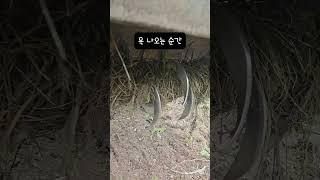 욕 나오는 순간 #노란용 #시골생활 #욕나옴 #로터리 #밭농사 #CapCut