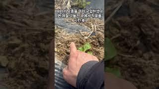 봄 배추 모종심기 이때가 가장 중요합니다 #배추재배