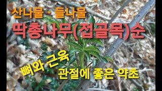 딱총나무(접골목) 새순으로 나물 무쳐 봤습니다.