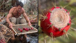 Safest Primitive Way to Gather and Clean Prickly Pear Fruit