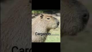 huevos de capibara parte 3 #humor#meme#animal