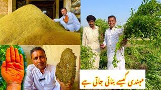 HENNA HARVESTING AND PROCESSING IN FACTORY | Henna Farming In Pakistan | Village Food Secrets