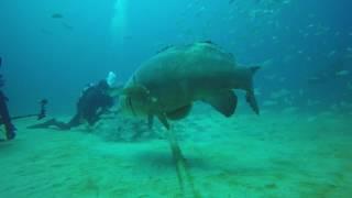 Grouper Bites Head Off Diver