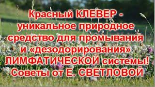 КЛЕВЕР - природное средство для промывания и «дезодорирования» ЛИМФАТИЧЕСКОЙ системы! от Е.Светловой