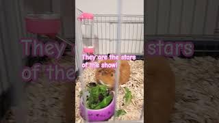 #water #stitch #funny #comedy #soda #pets #guineapiggies #guineapig #guineapiggy