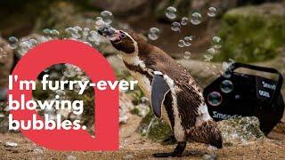 Zoo penguins cheered up with a BUBBLE machine | SWNS