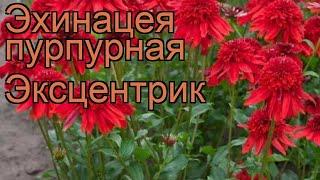 Эхинацея пурпурная Эксцентрик (echinacea purpurea)  обзор: как сажать, рассада эхинацеи Эксцентрик