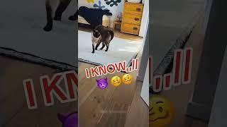 #cat #funny #happycats #catmemes #music #memes #trending #trendingshorts #new #reels
