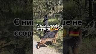 прогулка с друзьями #germanshepherd #суперсобака