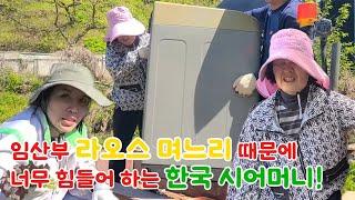 한국 시어머니가 임산부 라오스 며느리를 위해 주말 농장에서 무거운 걸 다 들어 주시고 어지러워 힘들어 하세요 ㅠㅠ