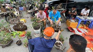 BONSAI CHỈ 500K - ĐẸP MÀ RẺ THÌ BÁN HẾT NGAY, NHỮNG CÂY BONSAI MINI RẤT ĐẸP CỦA ANH TUYÊN