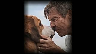 "Bailey Comes Home" - A Dog's Purpose Edit | Coldplay - A Sky Full Of Stars #dog #love