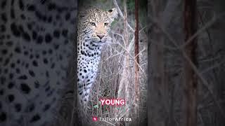 Kruger Park Leopard Sighting