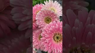 Double Gerbera Daisies #flowers #beautiful #garden #cottagegarden #gardening #spring #nature