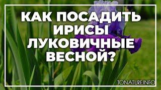 Как посадить ирисы луковичные весной? | toNature.Info